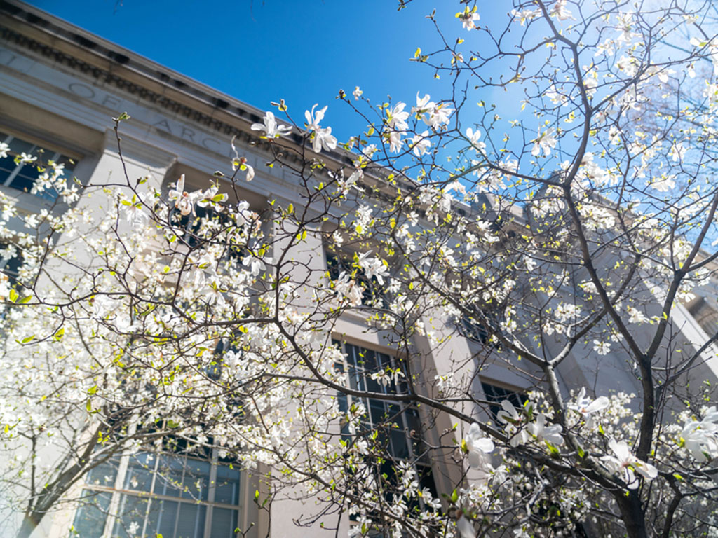 Cherry Blossom Tree in front of the great dome