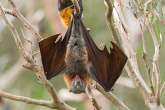 Hairy tongues help bats drink up